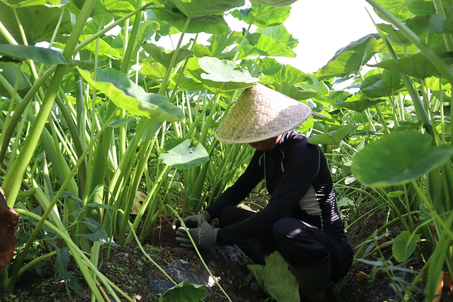 大きな葉の下で里芋の株元を手入れする様子
